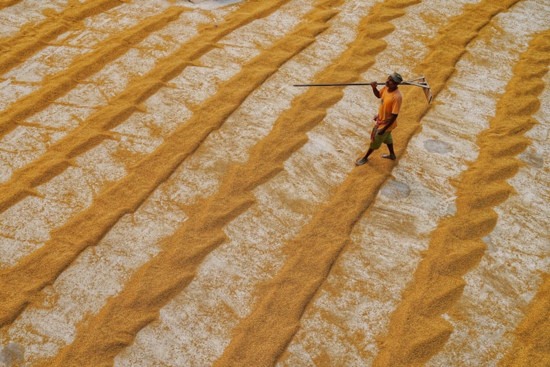 a person walking through a field