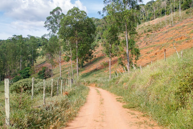 A dirt road in the middle of a field